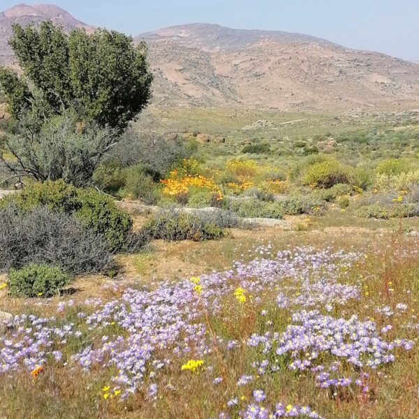 Desert flora