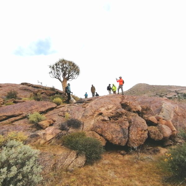 Bruinkop