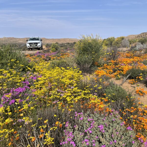 Springbok flowers